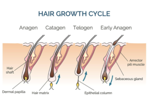 ciclo dei capelli