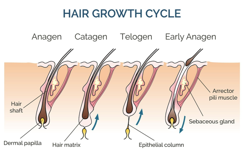 ciclo dei capelli